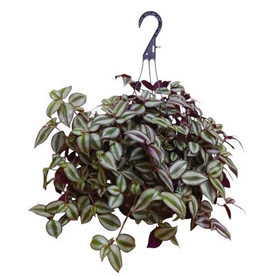 Wandering Jew Hanging Plant
