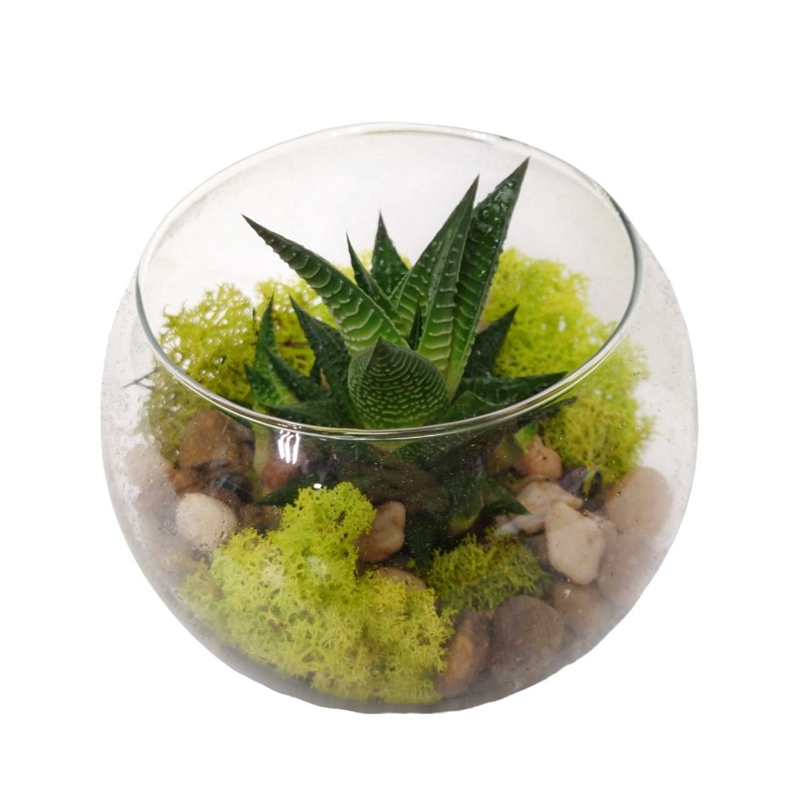 Mini Terrarium