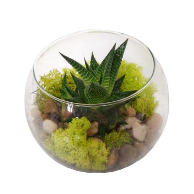 Mini Terrarium