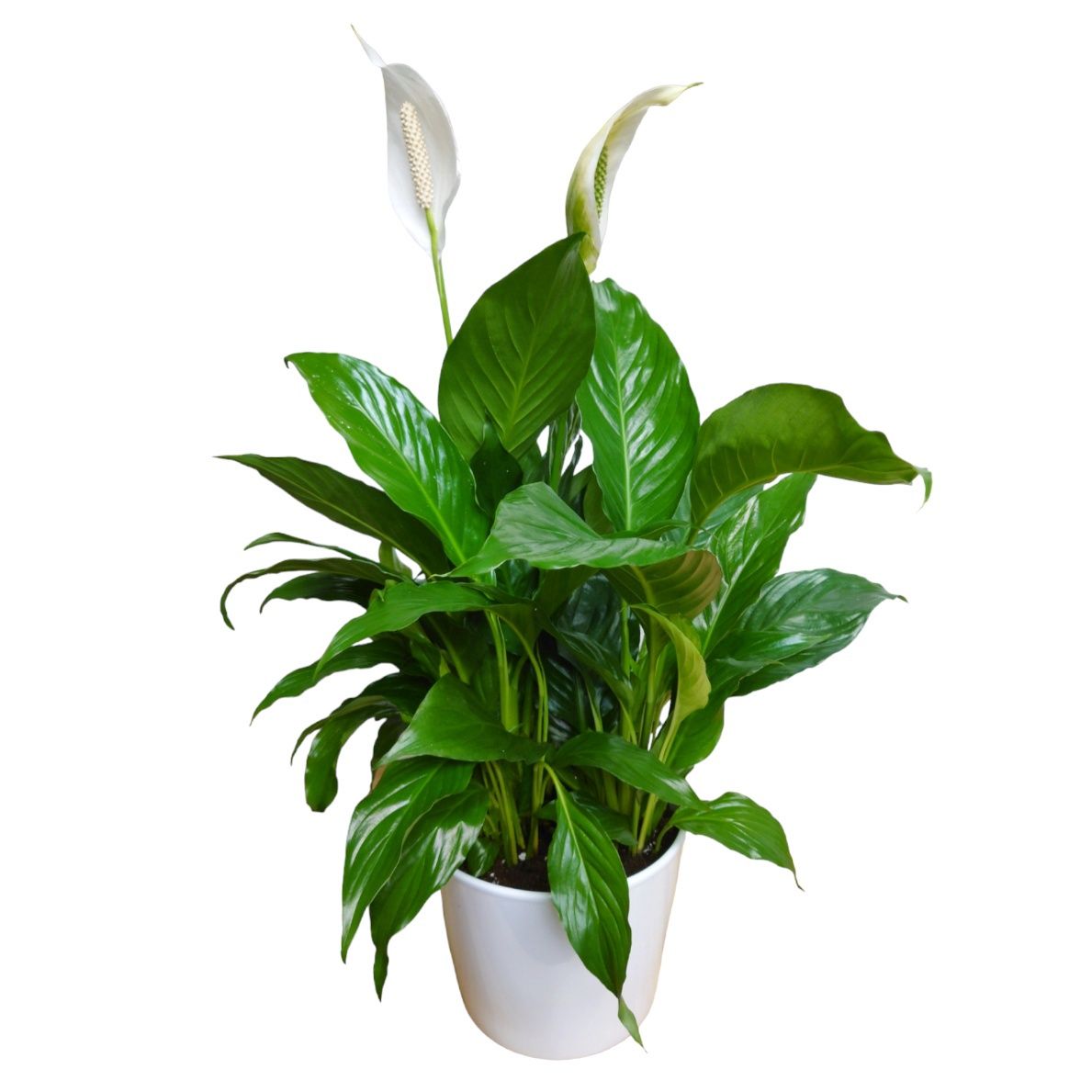 Majestic Peace Lily