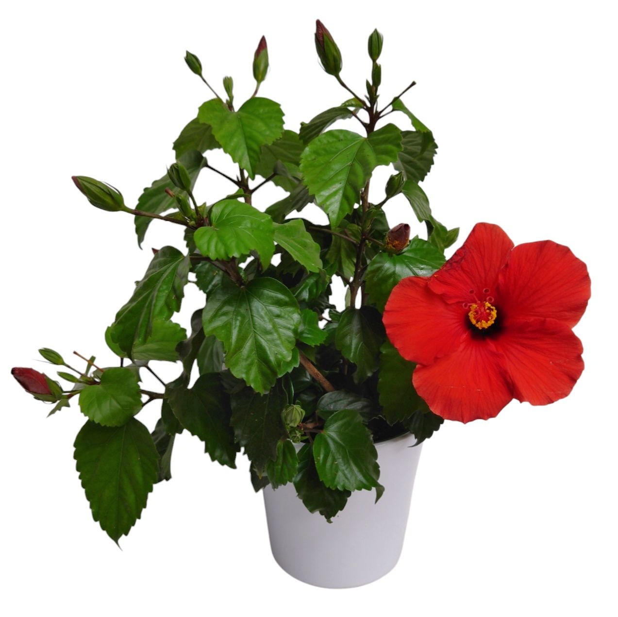Hibiscus Delight