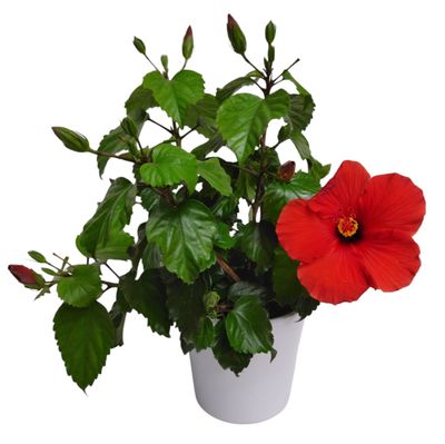 Hibiscus Delight
