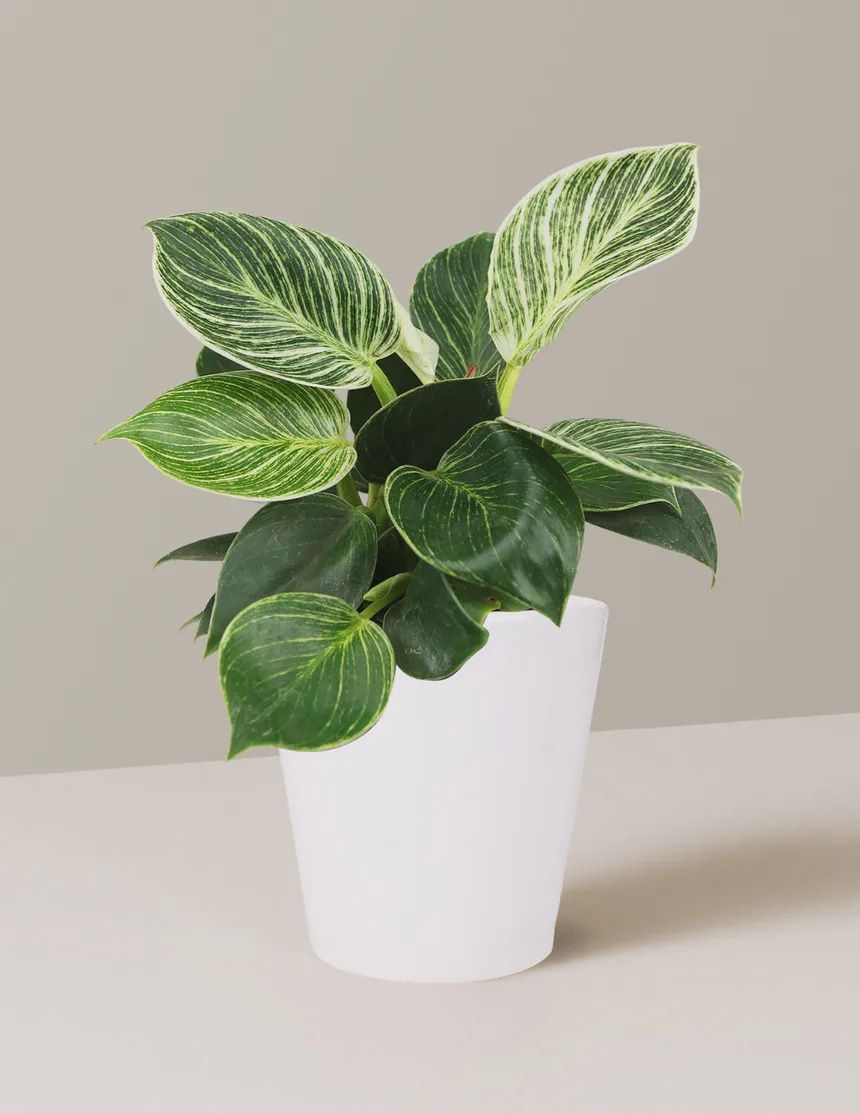 Birkin Philodendron
