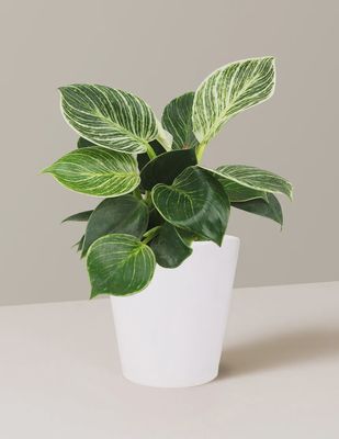 Birkin Philodendron