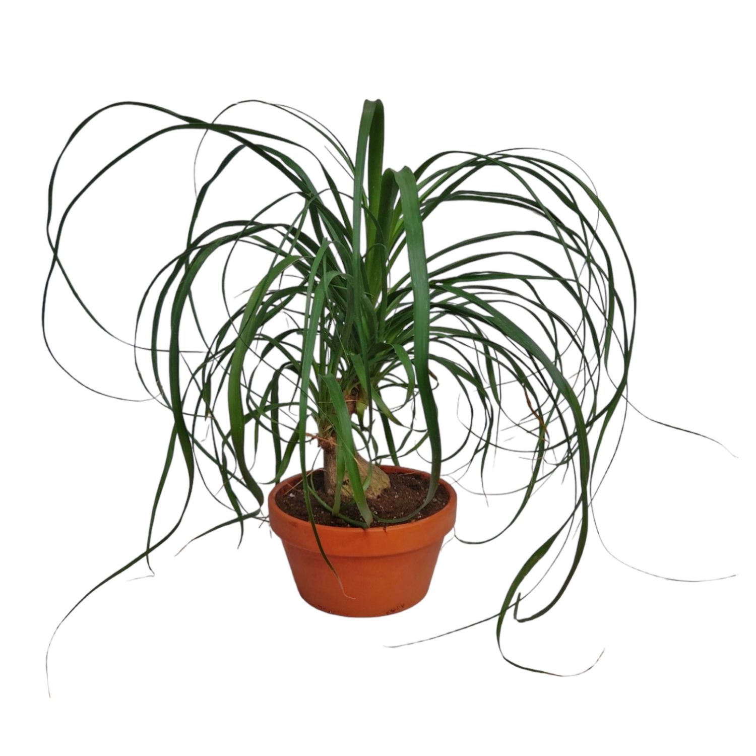 Pony Tail Palm Bonsai Tree Planter
