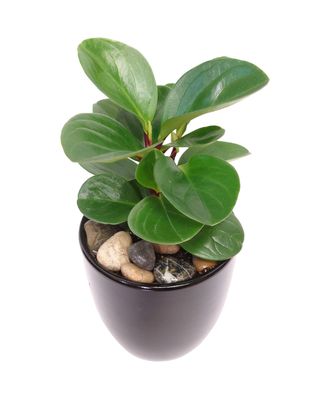 Potted Pepperomia Planter