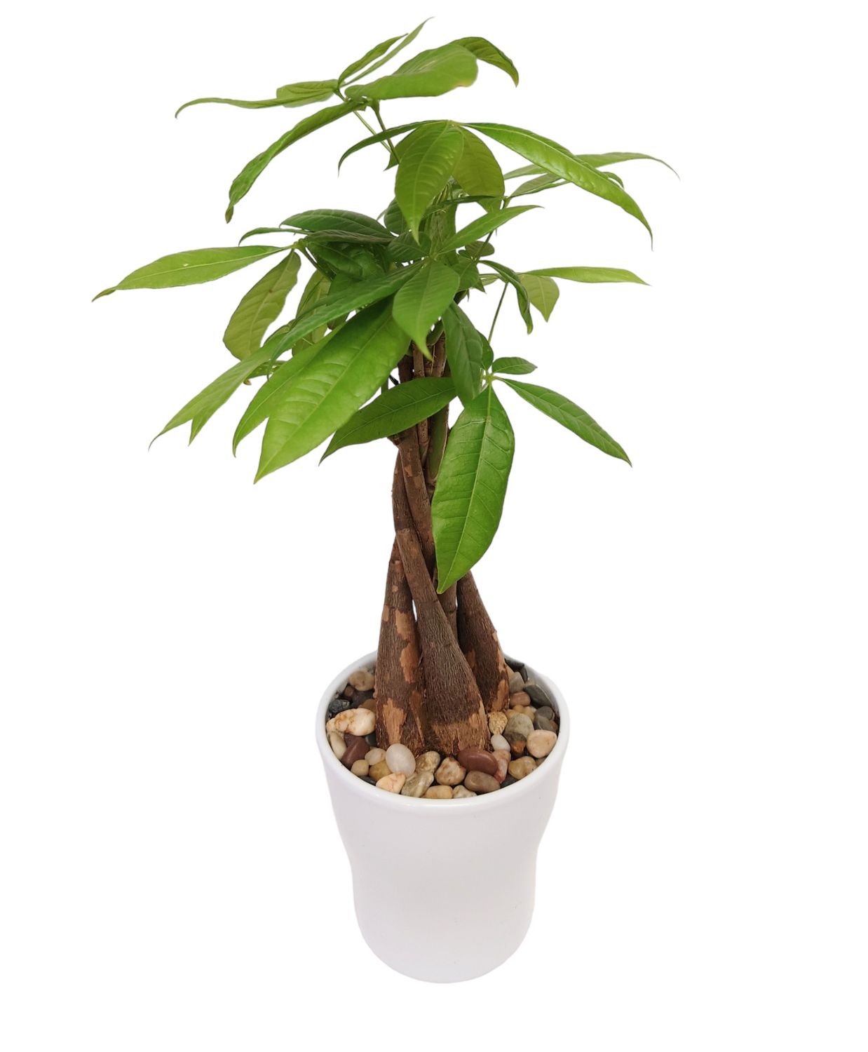 Elegant Money Tree