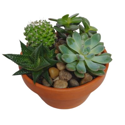 Terra Cotta Dream