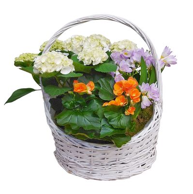 Spring Beauty Plant Basket