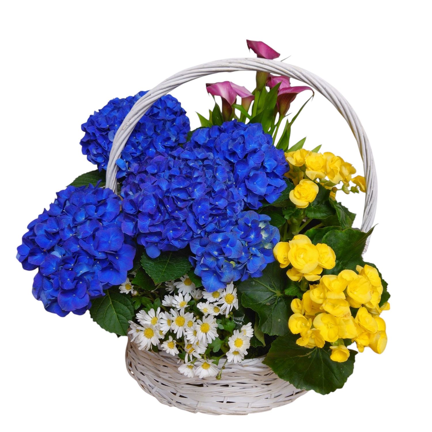 Spring Beauty Plant Basket