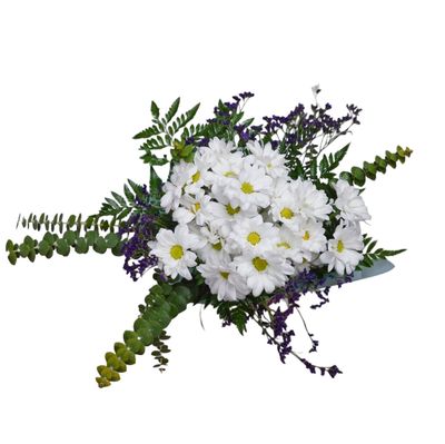 Sensational Daisies