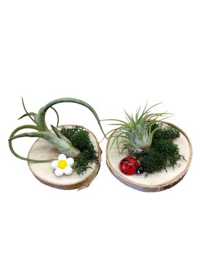 Cutie Air Plants