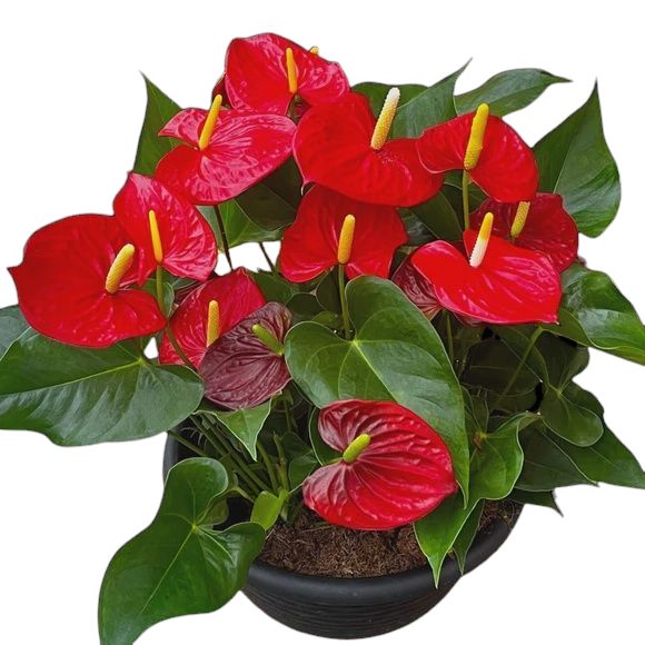Anthurium Queen