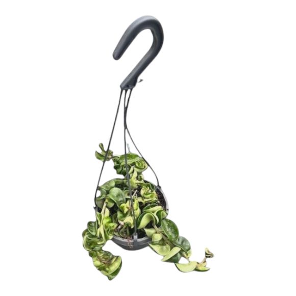 Hoya Hindu Rope 6&#39;&#39;