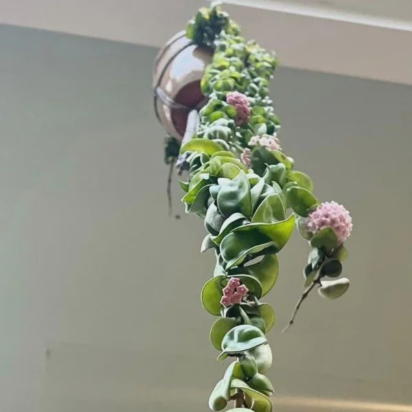 Hoya Hindu Rope 6''