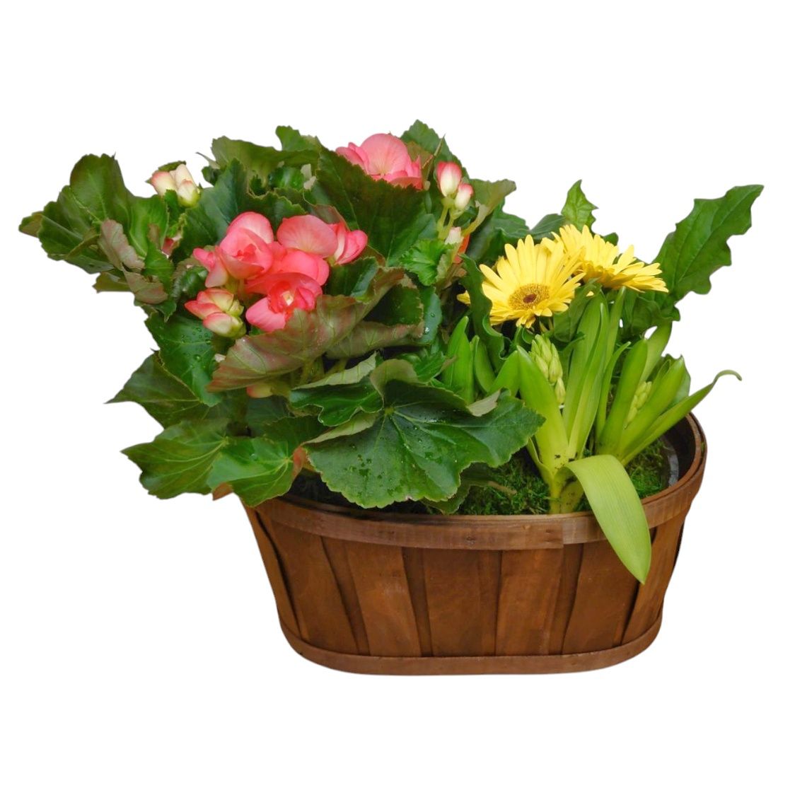 Spring Bulbs Wicker Basket