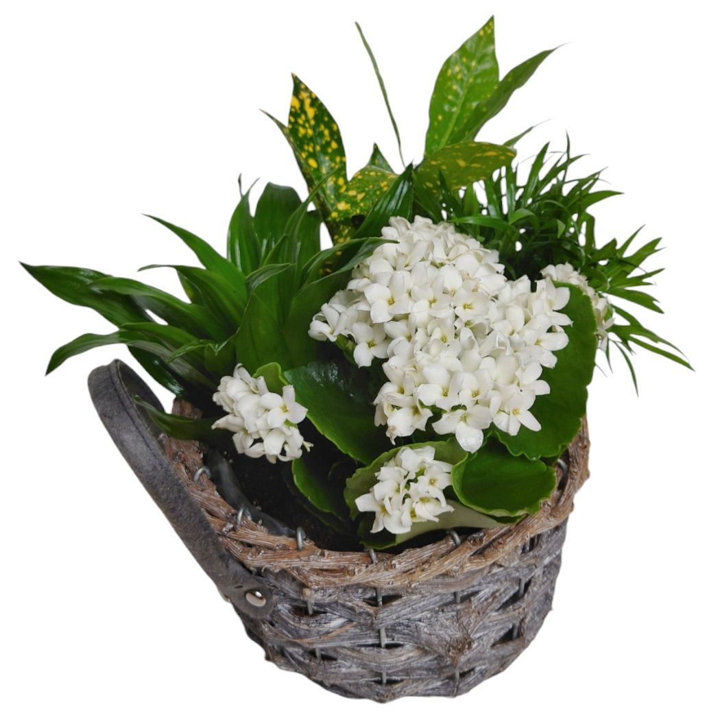 Martine Plant Basket