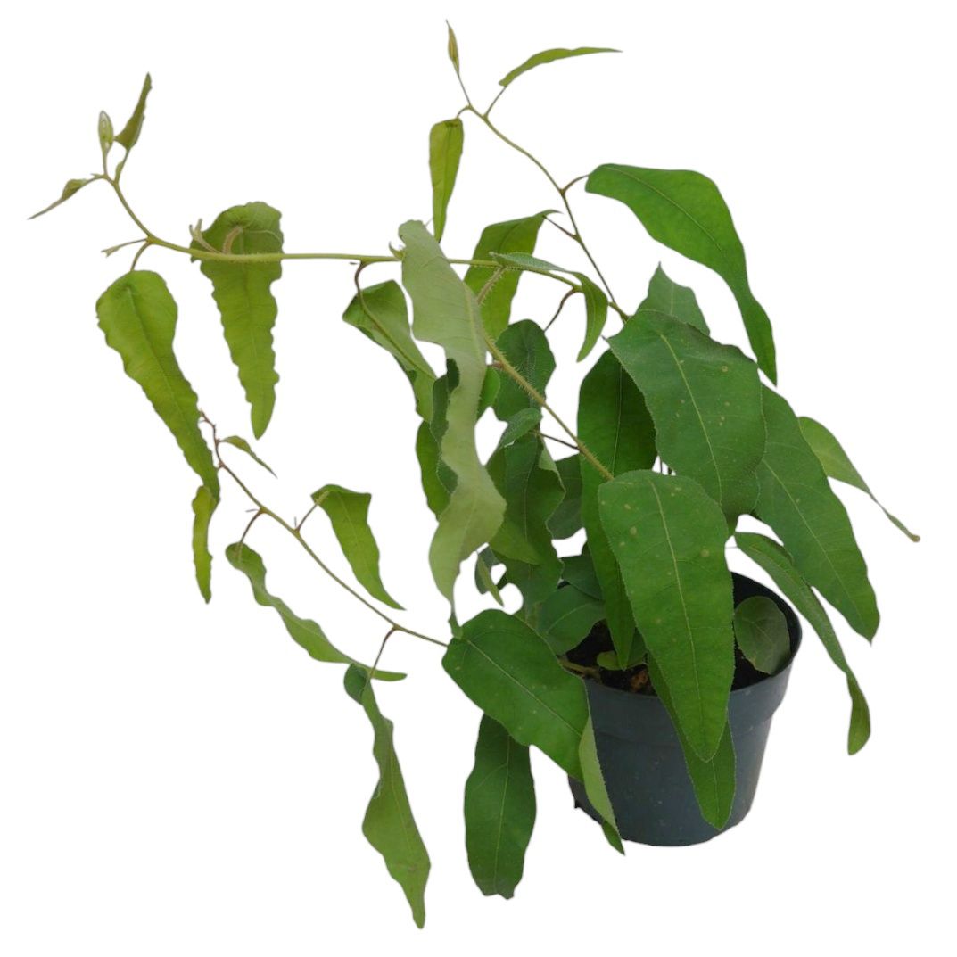 Lemon Eucalyptus