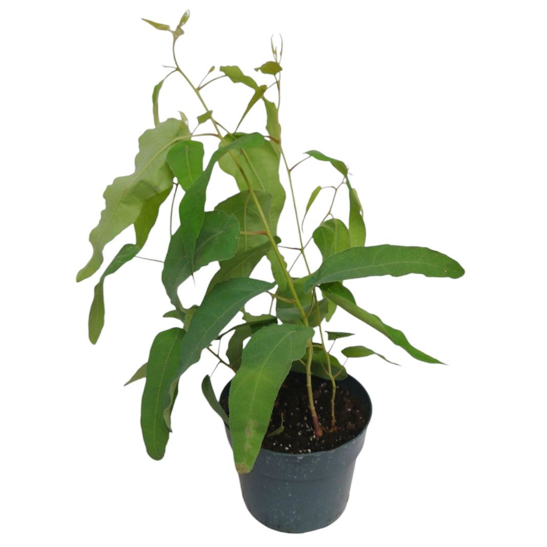Lemon Eucalyptus