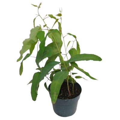 Lemon Eucalyptus
