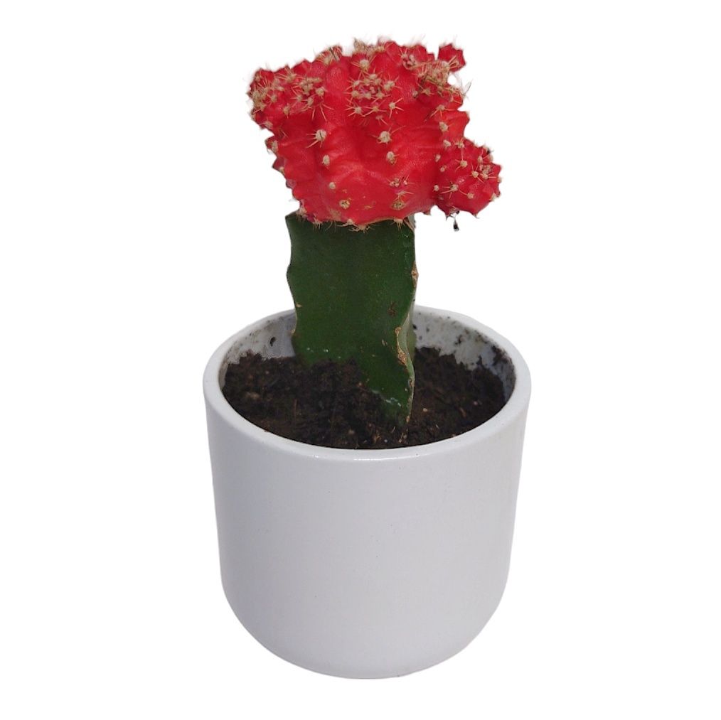 Moon Cactus