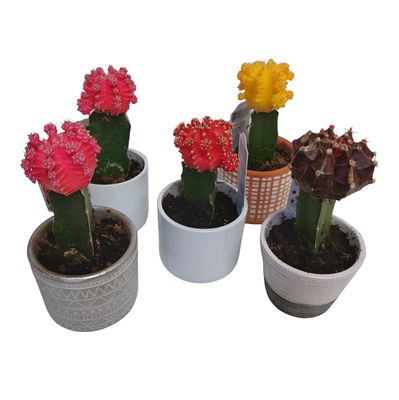 Moon Cactus