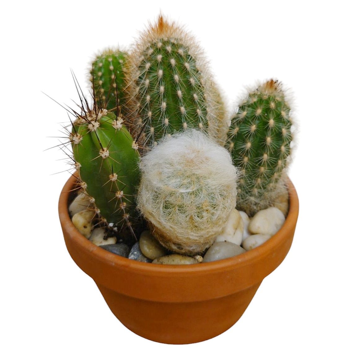 Cactus Delight Dish Garden