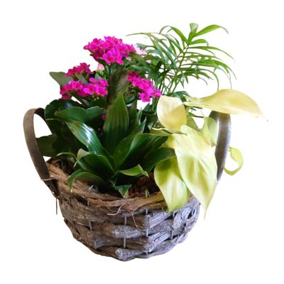 Martine Plant Basket