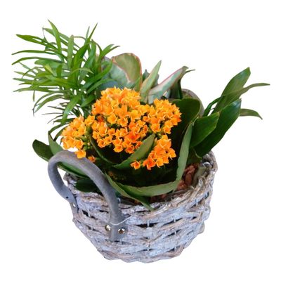 Martine Plant Basket