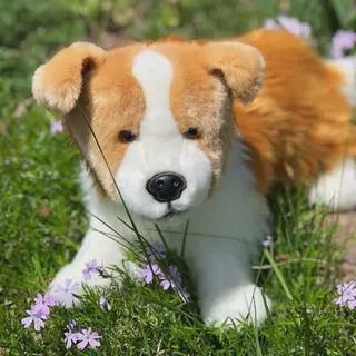 Red Border Collie Zelda