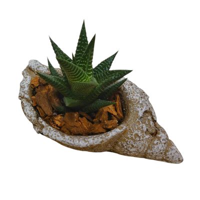 Succulent Seashell