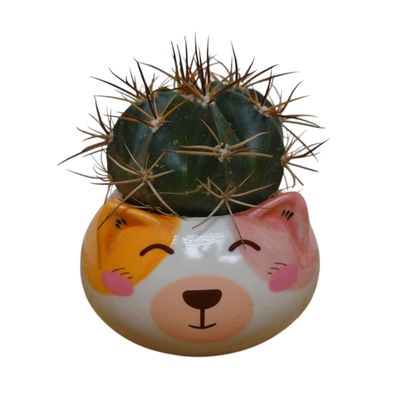 Cactus Doggie