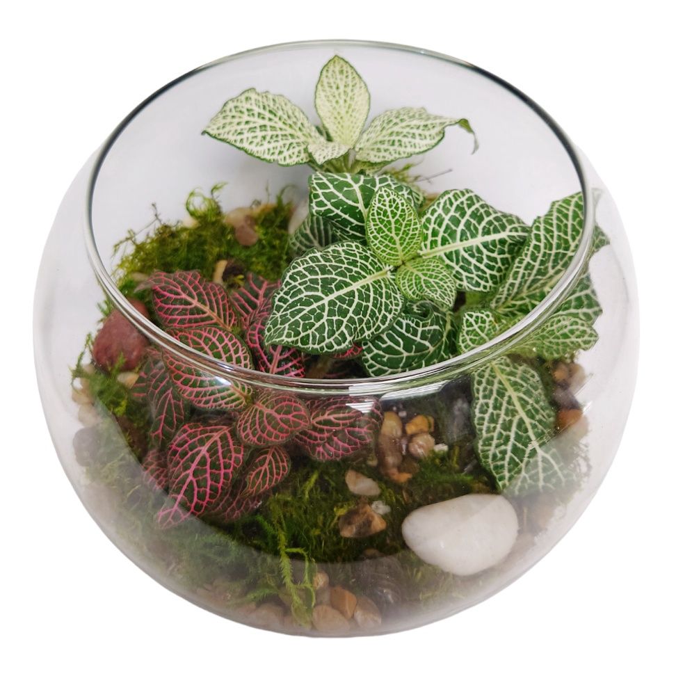 Colorful Terrarium