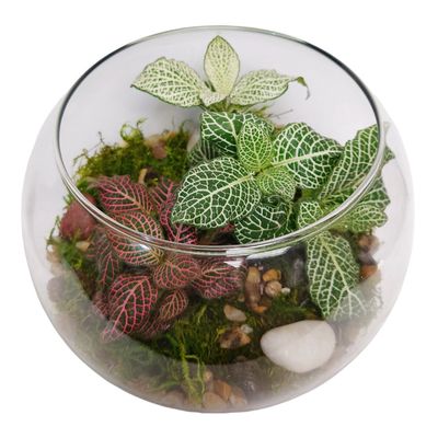 Colorful Terrarium
