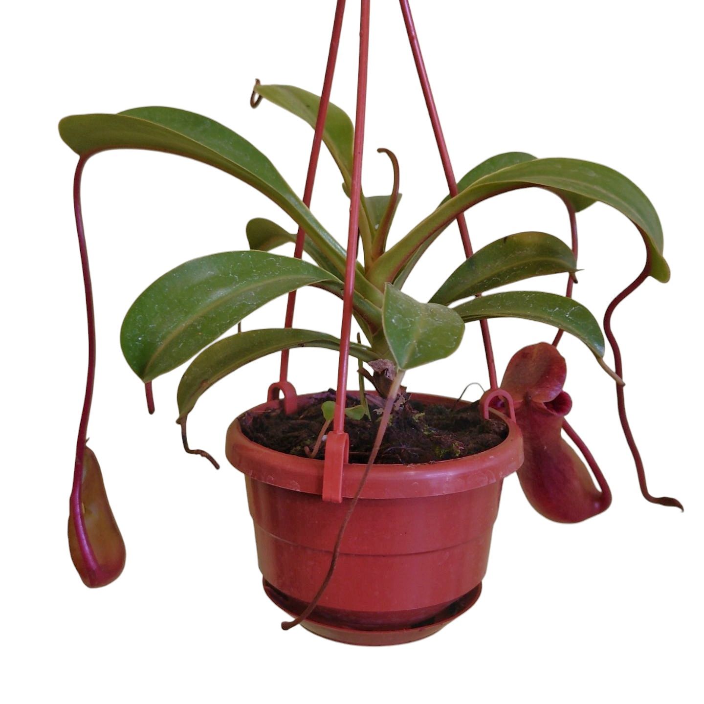 Asian Pitcher Plant