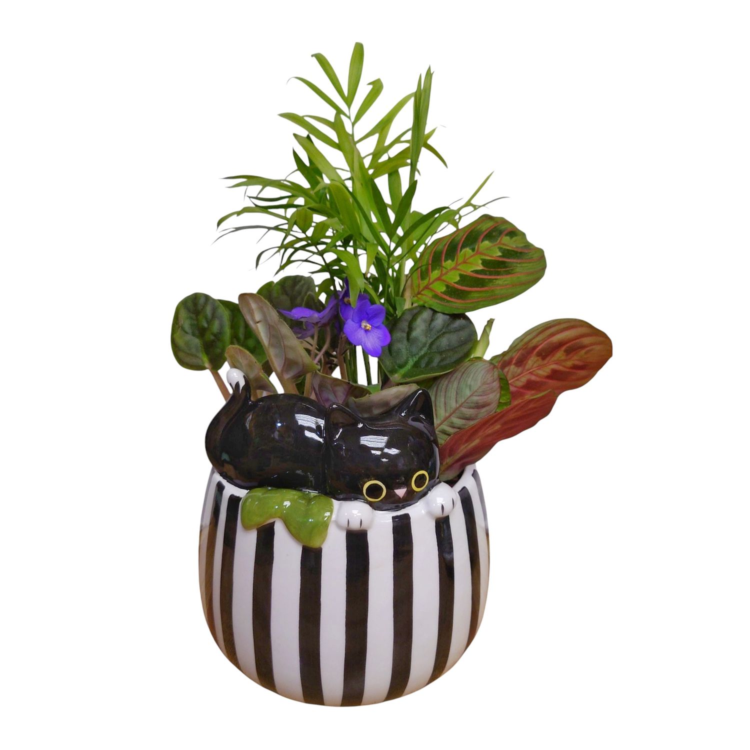 Black and white ceramic cat planter with pet-friendly plants including Bella Palm and African Violet