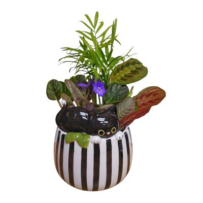 Black and white ceramic cat planter with pet-friendly plants including Bella Palm and African Violet