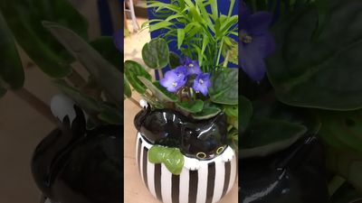 Le Pot de Fleurs Chat