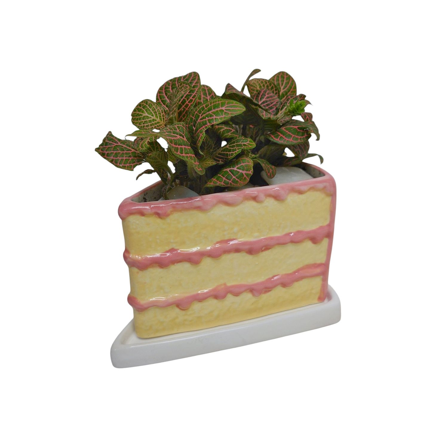 Birthday Cake Planter with pet-friendly fittonia in pink, yellow, and white ceramic dish