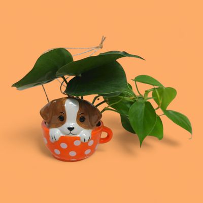Pup in a Cup Novelty Plant