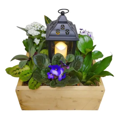 Light of Hope Plant Design