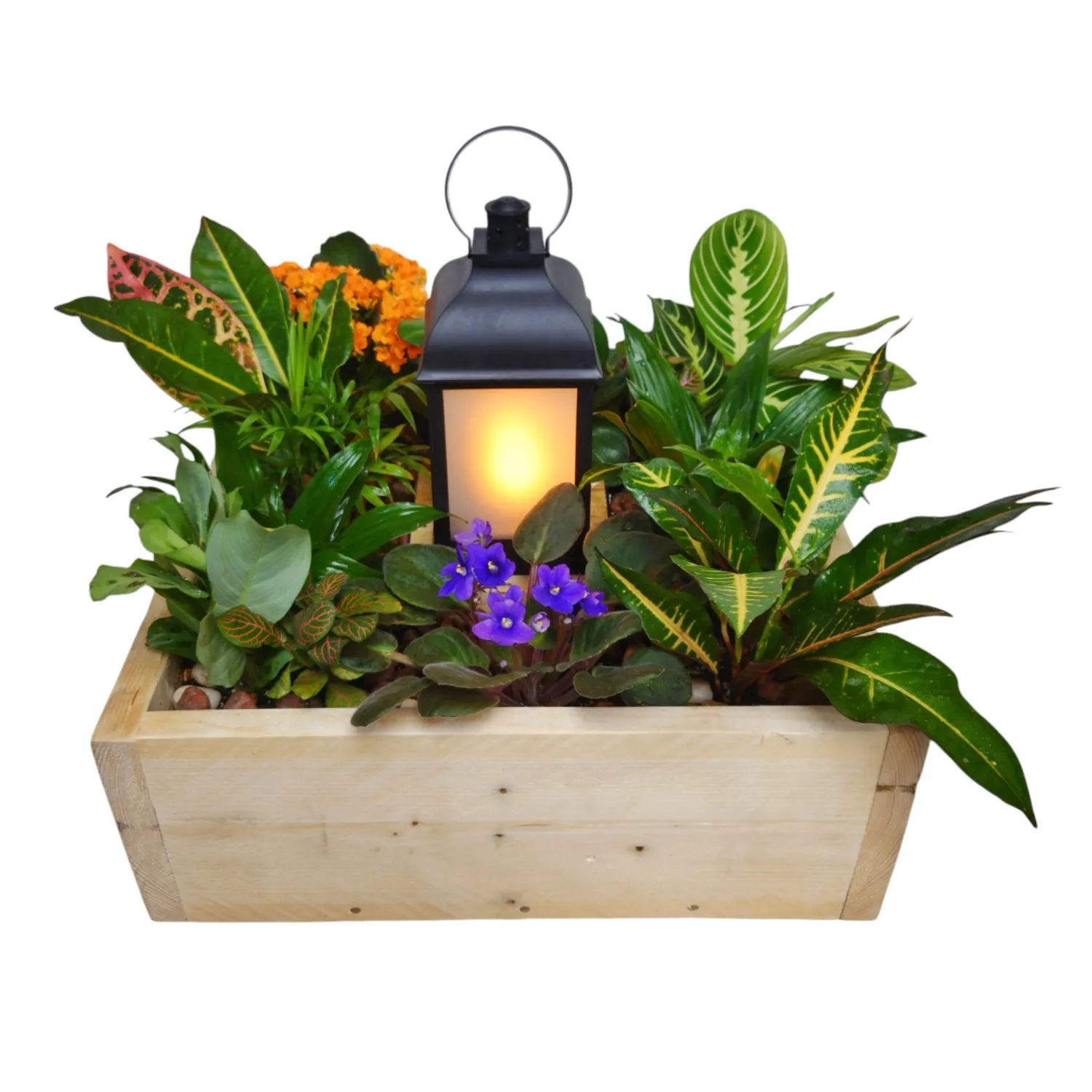 Light of Hope Plant Design