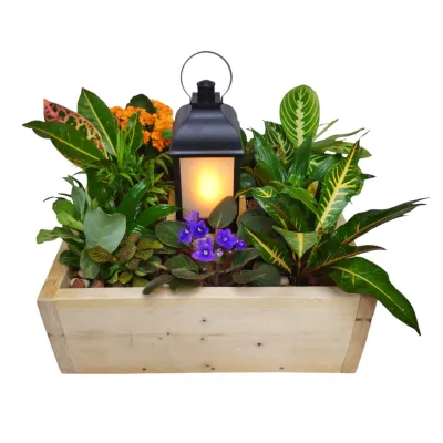 Light of Hope Plant Design