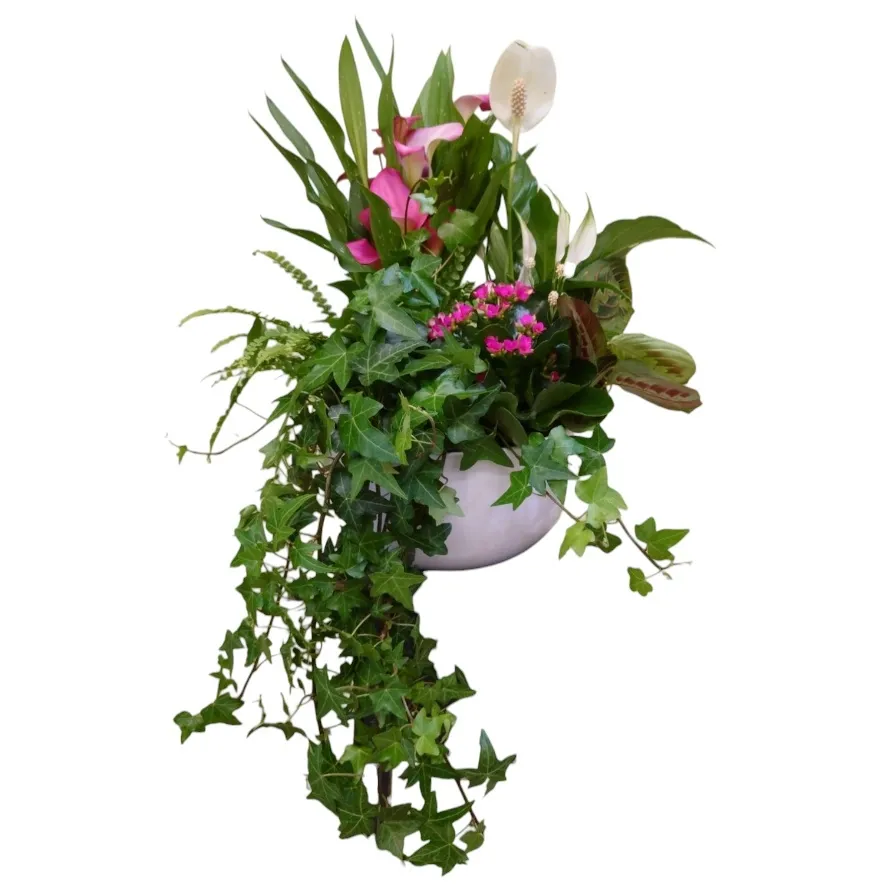 Sensational Calla Ivy Planter