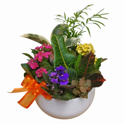 Happy Birthday Dish Garden