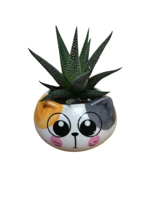 Cat Succulent Plant
