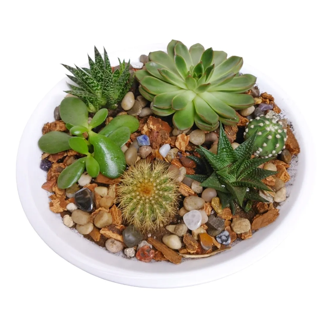 Excellence Dish Garden