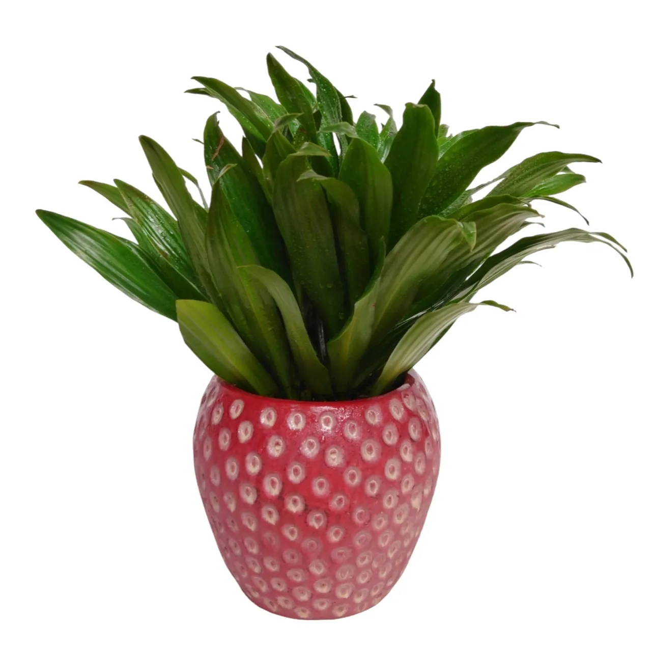 Strawberry Field Planter