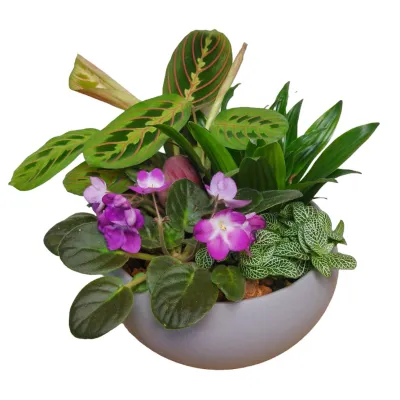 Cutie Bowl Dish Garden Plant