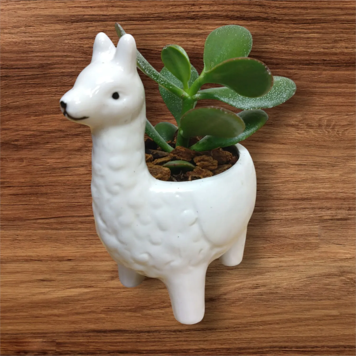 Llama Succulent Plant
